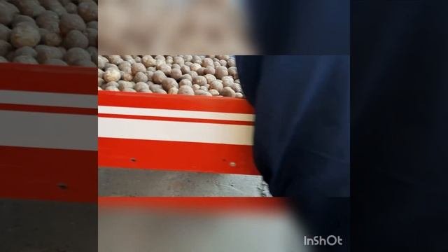 Картофель ? приёмка картофеля в картофелехранилище. Сорт : Коломба , уборка 2021