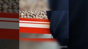 Картофель ? приёмка картофеля в картофелехранилище. Сорт : Коломба , уборка 2021