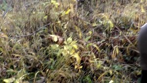 КОП В ОСЕННЕМ ЛЕСУ. НАШЛИ ЕЩЕ ОДНУ НЕ БИТУЮ СЕЛУХУ. Кладоискатель Руся.