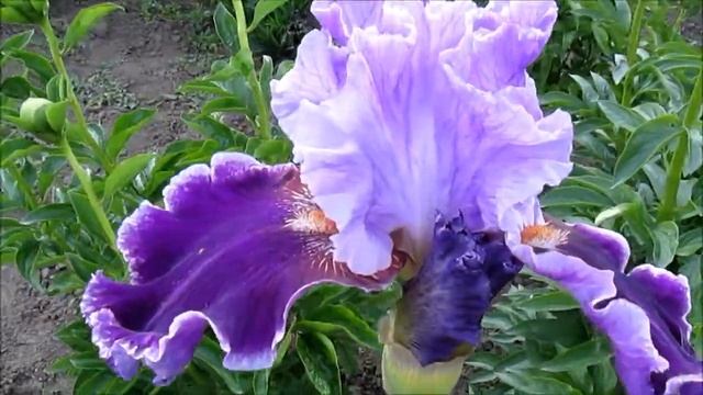 Эбаут Таун высокий ирис смотреть онлайн