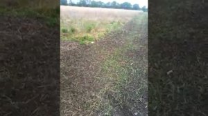 Сидераты , белая горчица и овес ,первые всходы.