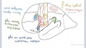 Борозды и извилины больших полушарий. Локализация функций в коре больших полушарий