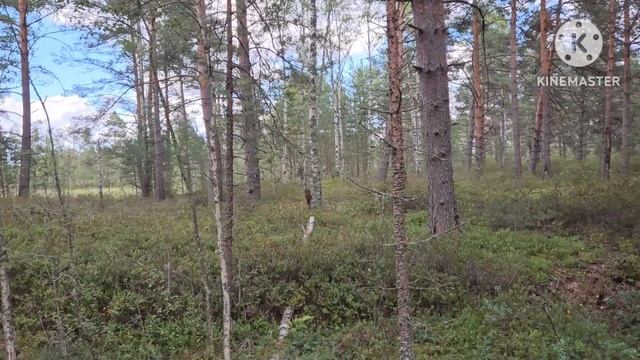 По грибочки по ягоды.Кого выбрала немецкая овчарка