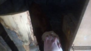 Кормление и удой первотелки