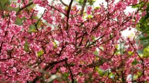 история о том как Пророк Мухаммад ﷺ скучал по МАТЕРИ.