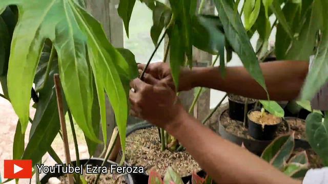 UPDATE TANAMAN DI NASEN NURSERY MAKIN KEREN KOLEKSIANYA. ADA ANTHURIUM DRESSLERI ORI!!!