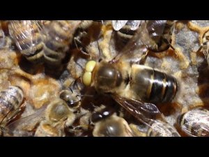 Трутень с белыми глазами