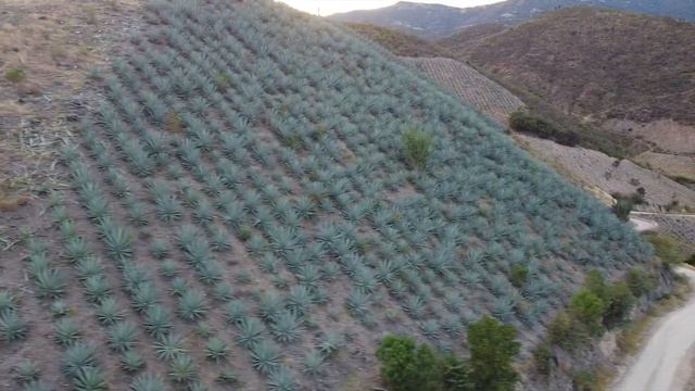 Fiebre de agave. Los costos ambientales de la Industria del Mezcal. смотреть онлайн