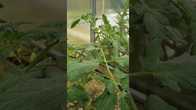 Формировка томатов #томаты #формирование #дача #огород смотреть онлайн