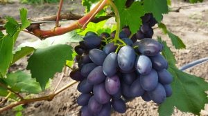 Виноград Торнадо (2022)