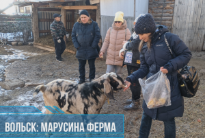 Козья "Марусина ферма" в городе Вольск