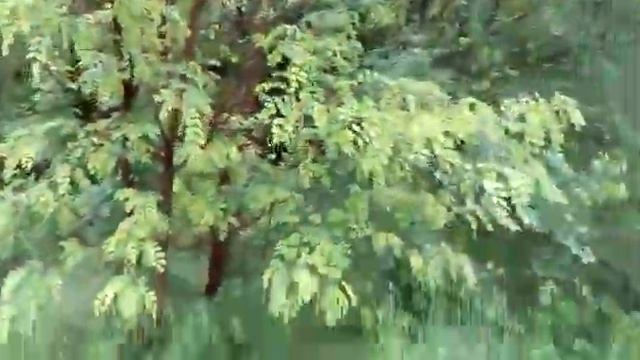 Ждём цветения акации . Но погода её притормозила в развитии !13 мая 2019 г смотреть онлайн