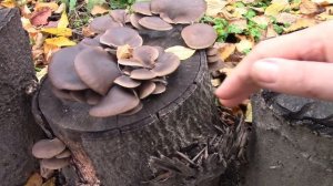 Грибы вешенки у нас в саду!
