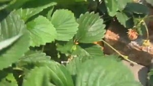 Клубника. Посадка под агроволокно.