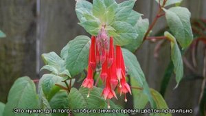 Фуксия — выращивание и уход в домашних условиях