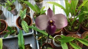 Paphiopedilum delenatii vinicolor