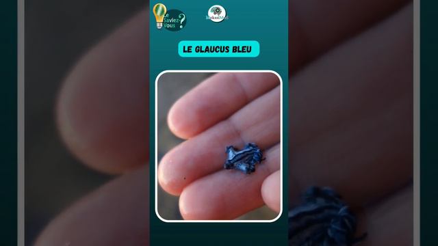 Glaucus bleu - le dragon bleu de mer -