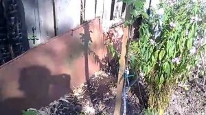 Яблоня зацвела в августе! Что делать?