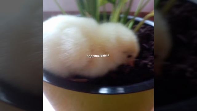 Фото наших цыплят 2020 смотреть онлайн