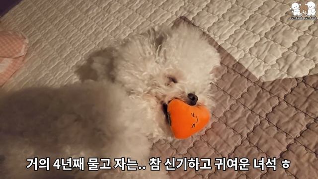 코로나 걸린 엄마랑 자가 격리하는 안쓰러운 강아지