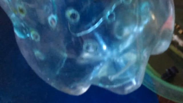 Делаем тепличку для дендробиума смотреть онлайн