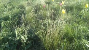 Дорога к Максютовским тюльпанам)