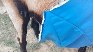 Фартук для козла своими руками из подручных средств