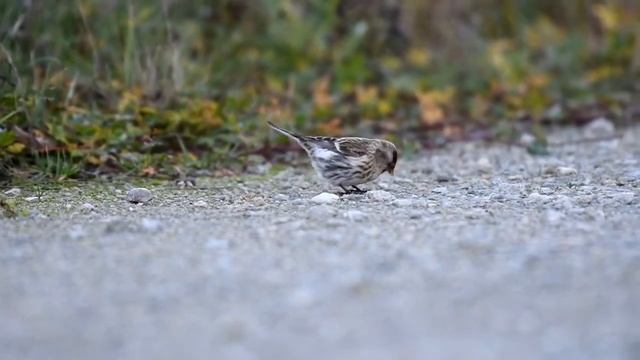 Common redpoll (Acanthis flammea) смотреть онлайн
