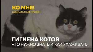 «Ко мне!»: как правильно ухаживать за котами