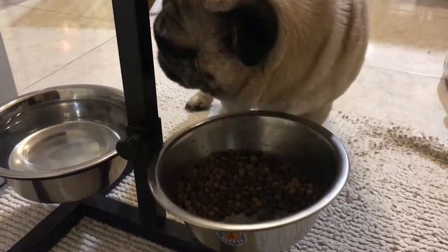 Мой мопс Мишка кушает и играет. смотреть онлайн