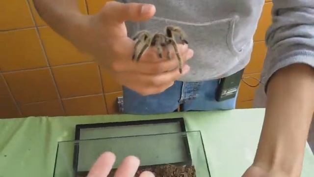 Насекомые зоопарка Мехико смотреть онлайн