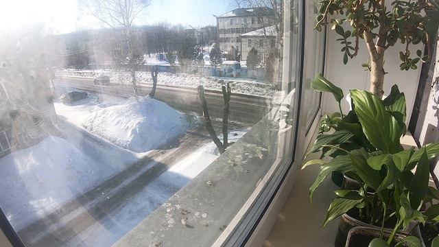 Голуби жарят голубок на оливковом масле! смотреть онлайн