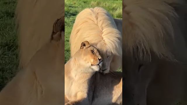 Кошачьи нежности ?