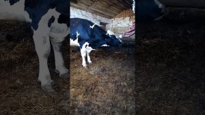 Бычки , безпривязный откорм на бункерной кормушке.