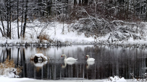 Сказочная природа Беларуси!