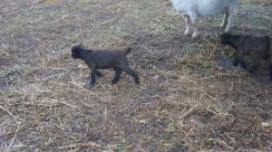 Baby goats, mommy and daddy-----Козлята, мама и папа.