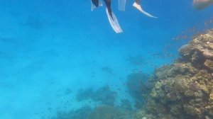 Кораллы в Красном море Египет, Corals in the Red Sea, Egypt