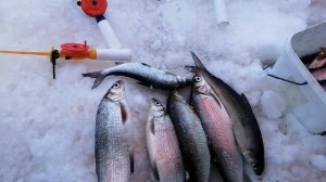 сегодня клевал большой. Сиг