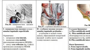 Паховый канал. Паховые кольца. Складки и ямки брюшины. Паховые грыжи. Миология. Canalis inguinalis