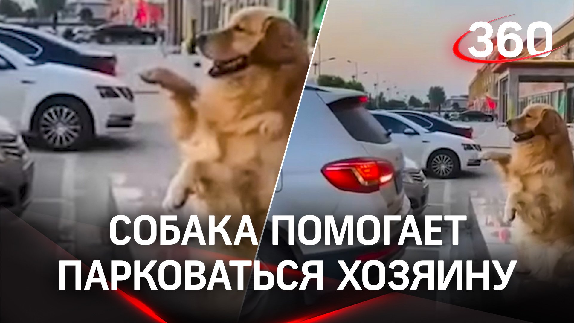 Собака-парктроник помогает хозяину с парковкой автомобиля