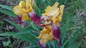 ИРИСЫ Цветок Ириды