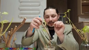 Все Стадии Проращивания ЧЕРЕНКОВ..в одном Видео...Проращивание черенков винограда