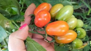 Вспомнила название томата "Черри Уникум" от СемкоЮниор