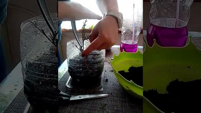 Размножение тут западной одревесневшими черенками с 