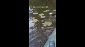 Щука клюнула на кружок и утопила его.