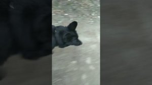 Дрессировка собак. Воспитание взрослой Немецкой овчарки (5 лет)