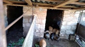 Как правильно формировать семью нутрий.