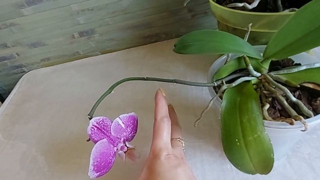 Результаты работы препарата пересадок. Мои новиночки? Украина Днепр