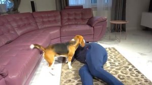 КАРТУН КЭТ НАШЕЛ ШЕРЛОКА И НАПАЛ НА НЕГО. БРОС ШОУ ПЕТ. ВИДЕО ЦЕЛЕКОМ