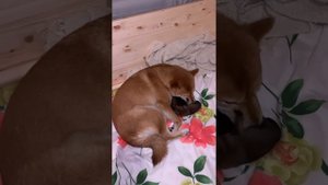 Если собака бросает своих щенков. Тогда нужно возвращать её к щенкам и побыть с ней рядом.